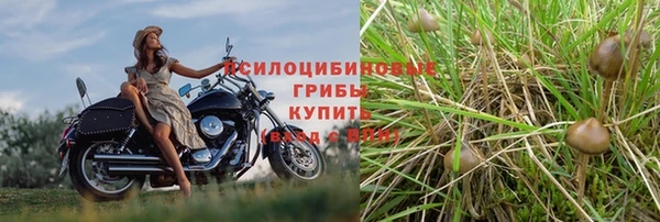 прущие грибы Алексеевка