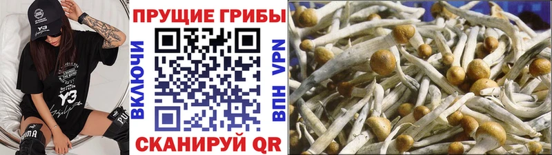Псилоцибиновые грибы Magic Shrooms  KRAKEN сайт  Игра 